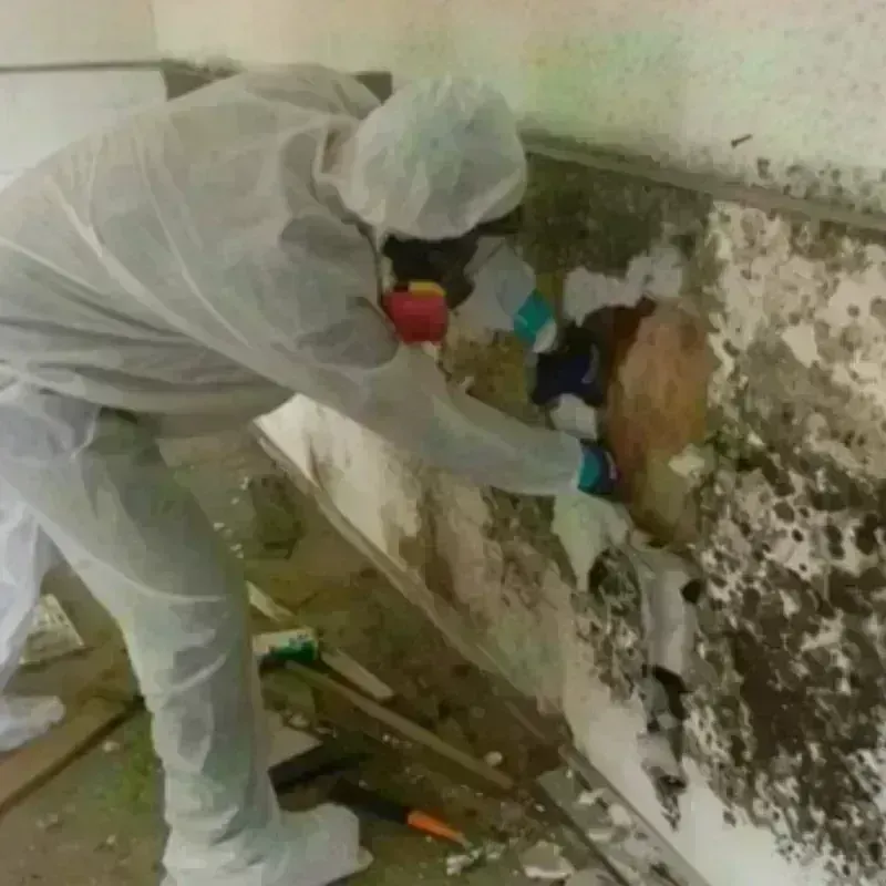 Mold Remediation and Removal in Williamsburg County, SC